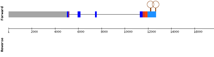 gene structure