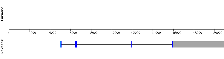 gene structure