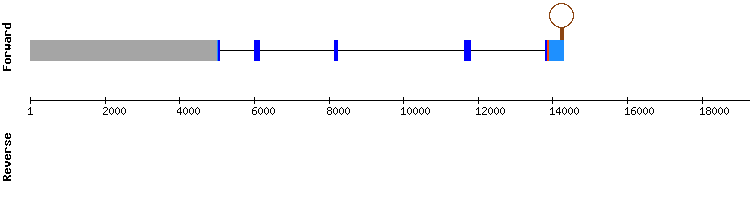 gene structure