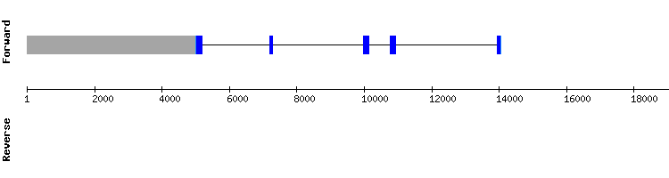 gene structure