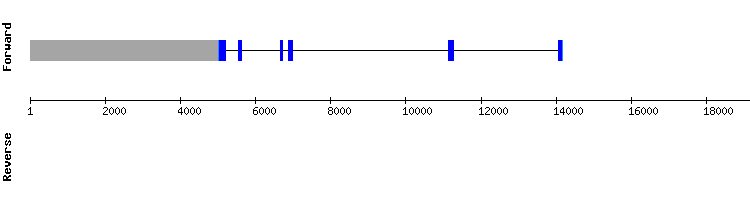 gene structure