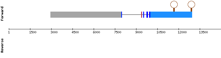gene structure