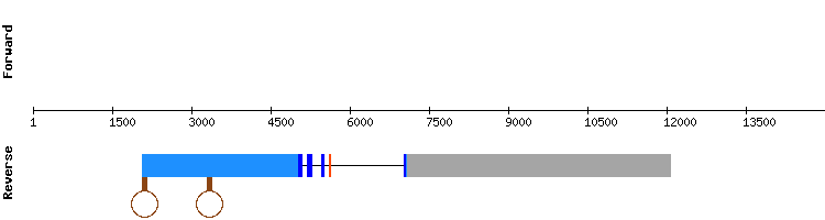 gene structure
