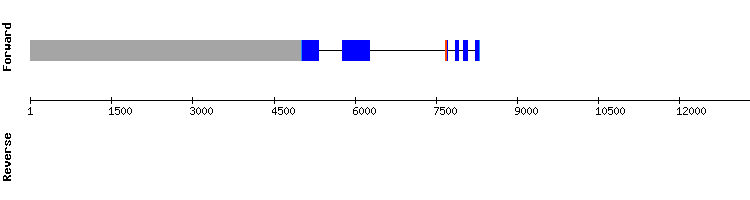 gene structure