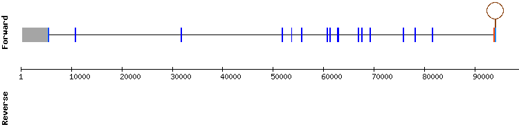 gene structure