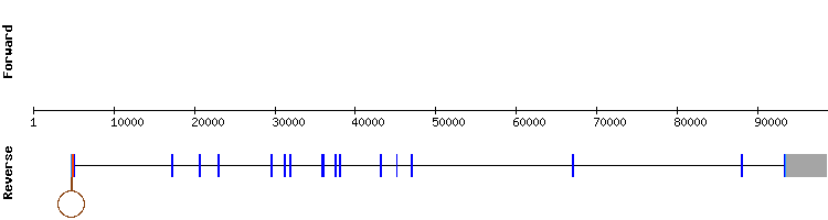 gene structure