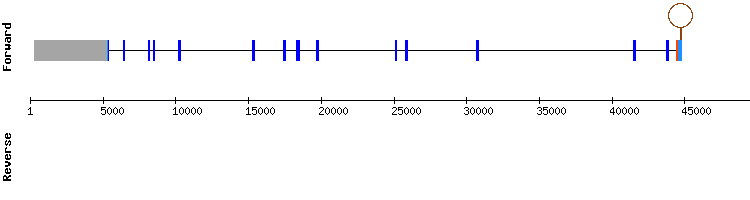 gene structure