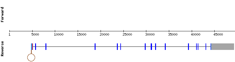 gene structure