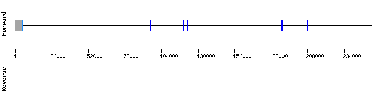 gene structure