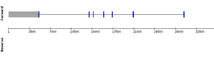 gene structure
