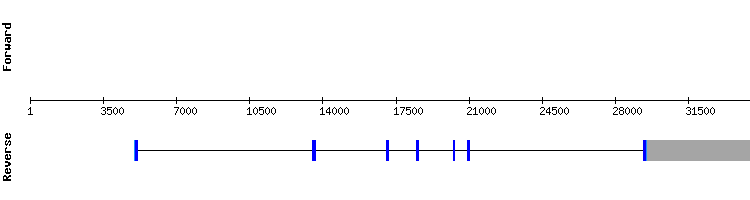 gene structure