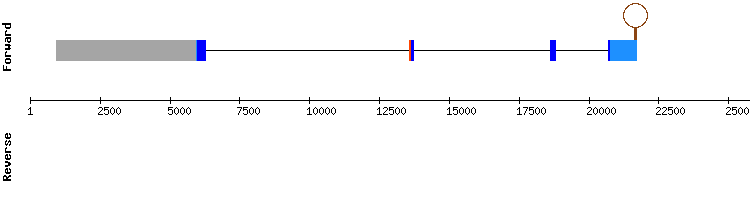 gene structure