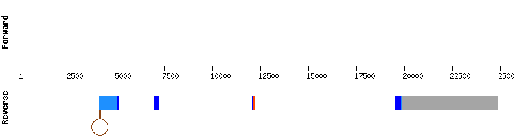 gene structure