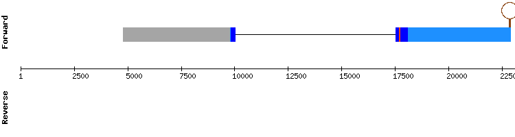 gene structure