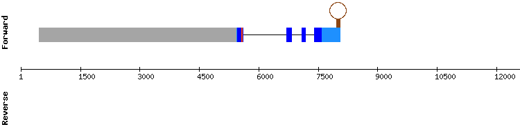 gene structure