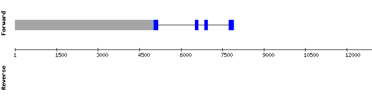 gene structure