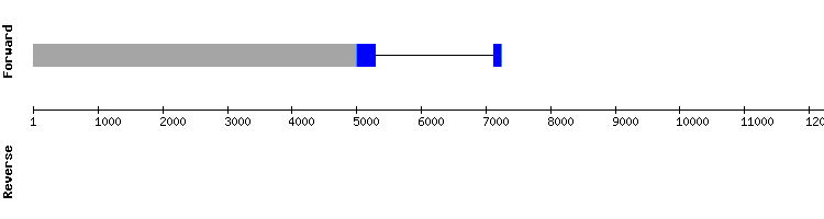 gene structure