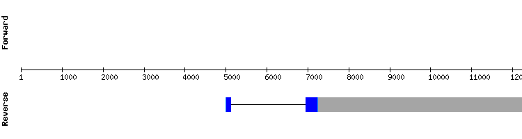 gene structure