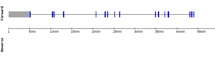 gene structure