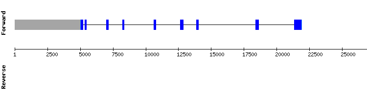 gene structure