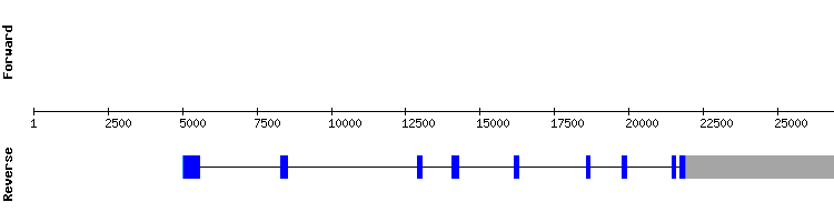 gene structure