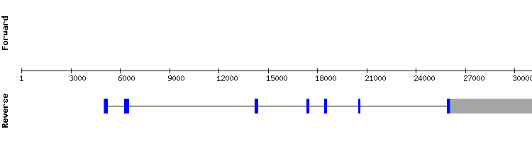 gene structure