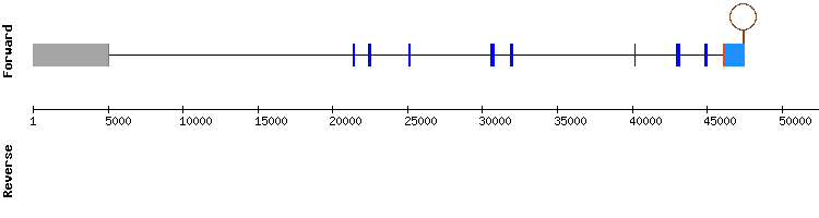gene structure