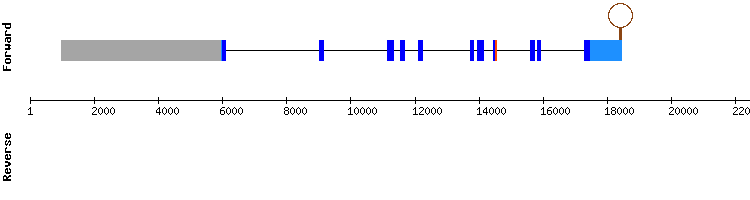 gene structure