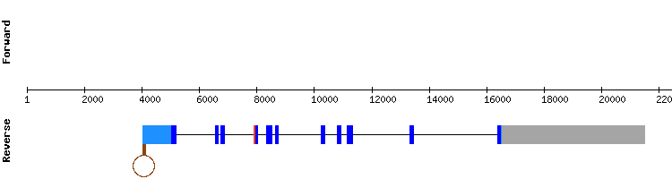 gene structure