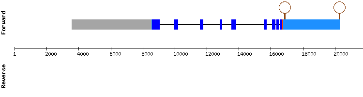 gene structure