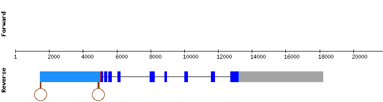 gene structure