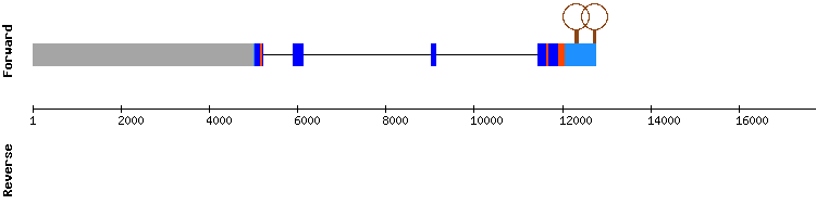 gene structure