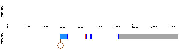 gene structure
