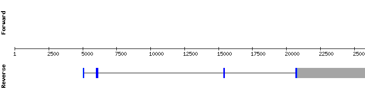 gene structure