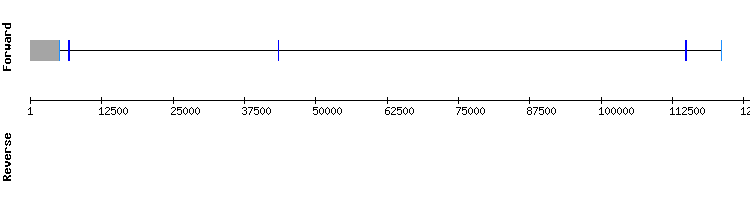 gene structure