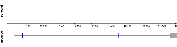 gene structure