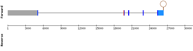 gene structure