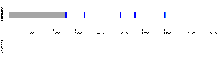 gene structure
