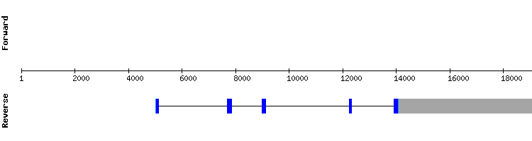gene structure
