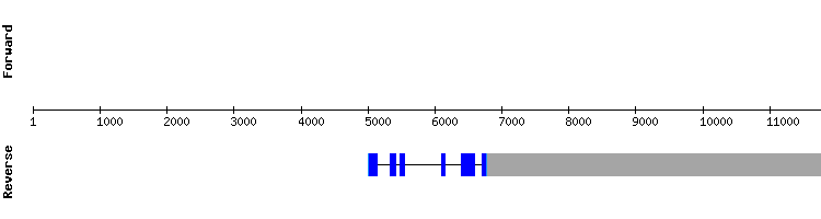 gene structure