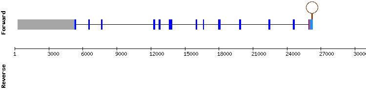 gene structure