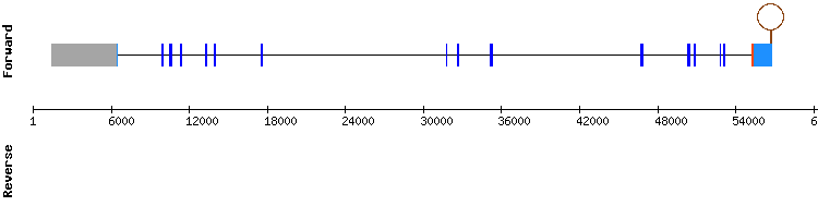 gene structure
