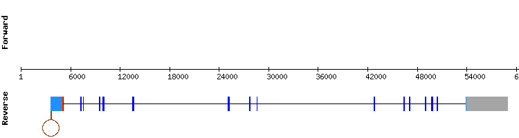 gene structure