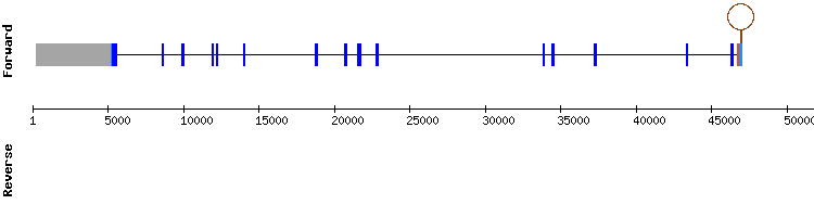 gene structure