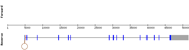 gene structure