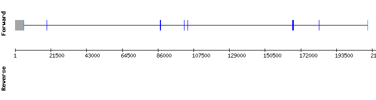 gene structure