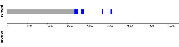 gene structure