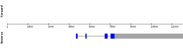 gene structure