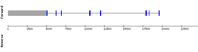 gene structure