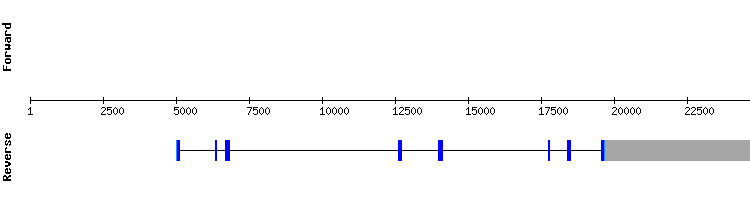 gene structure
